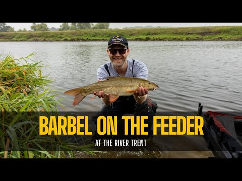 Mrena na feeder — reka Trent (Rob Wootton)