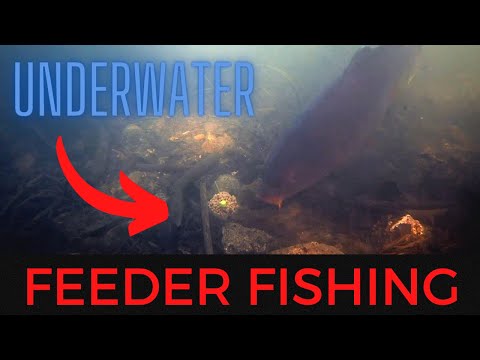 Method Feeder Fishing UNDERWATER — Wootton & Kerry